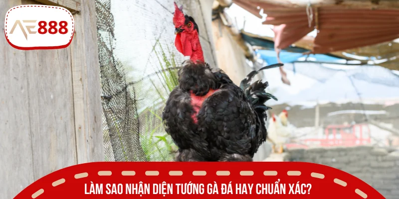 Hướng dẫn cách xem tướng gà chiến dựa trên bộ phận cơ thể 