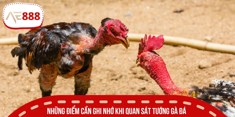 Lưu tâm khi quan sát chọn ra giống gà chiến tốt