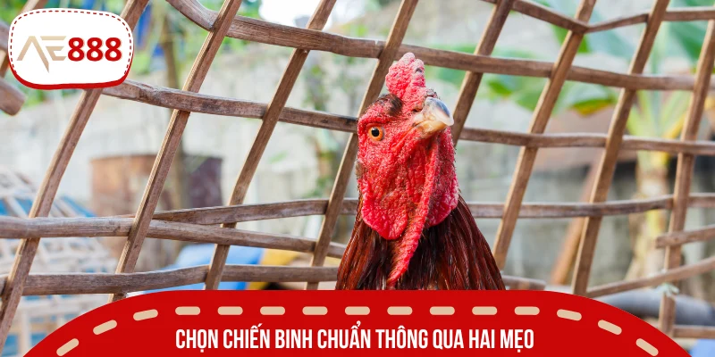 Nhận biết chiến binh máu lửa qua bí kíp chọn kê 