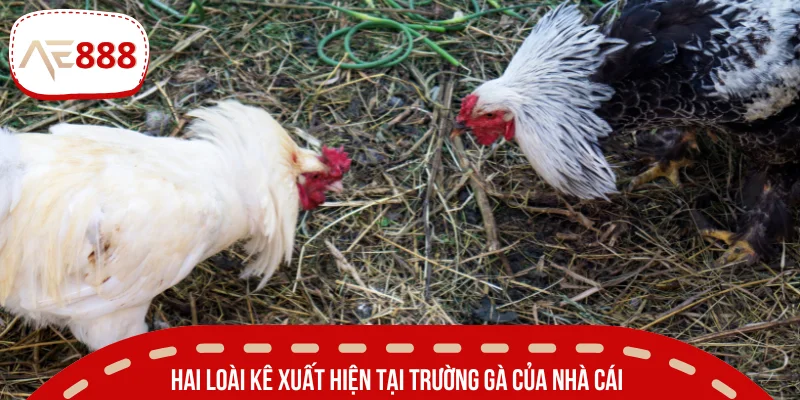 Loài nào thường thấy trong các trận đấu?