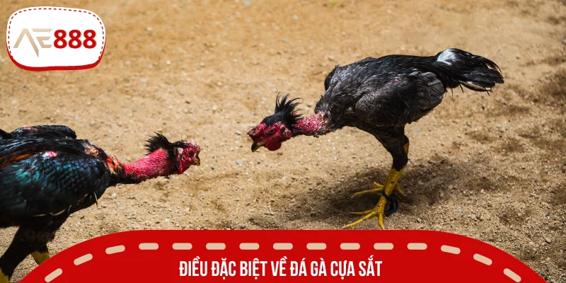 Những điều bạn cần biết về đá gà cựa sắt