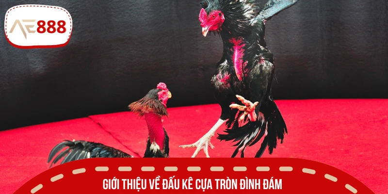 Đá gà cựa trọn là bộ môn mang tính sát thương cao 