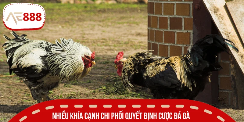 Các yếu tố quan trọng nếu muốn bắt kèo đá gà chuẩn xác