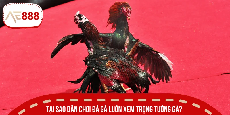 Giá trị của việc quan sát tướng dũng kê trước trận