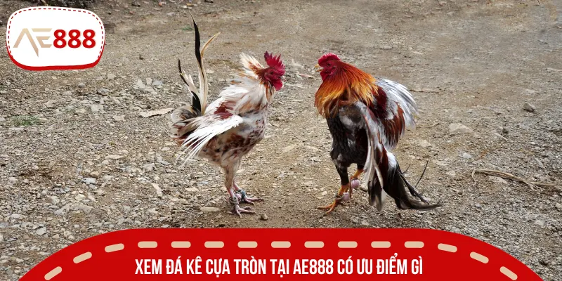 Đấu kê cựa tròn sở hữu những điểm thú vị nào? 