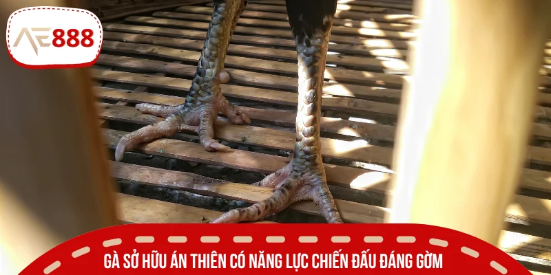 Sức mạnh thi đấu ấn tượng