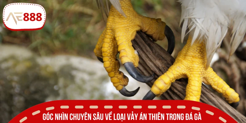 Giải mã đặc điểm vảy gà Án Thiên