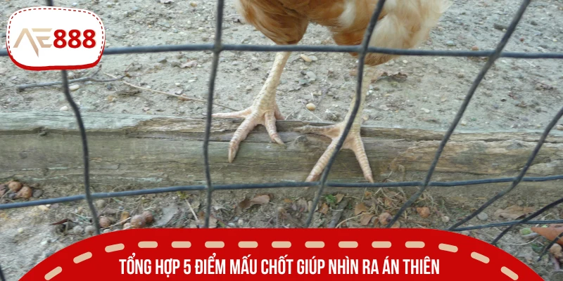 5 dấu hiệu dễ nhận biết vảy Án Thiên trên gà đá